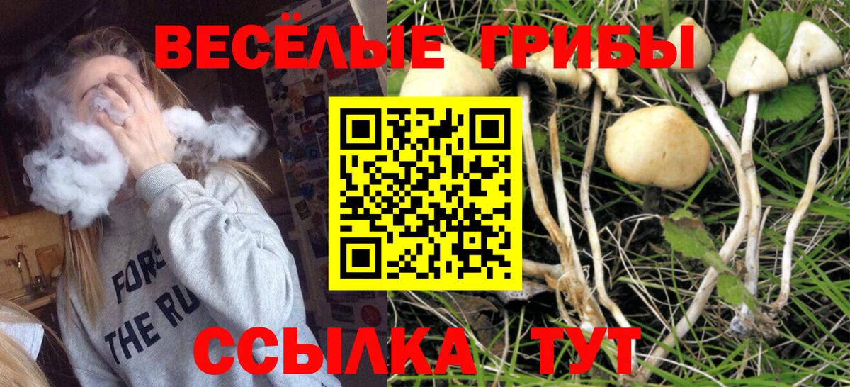 Псилоцибиновые грибы Cubensis  где найти   Пушкино  Вход с VPN 